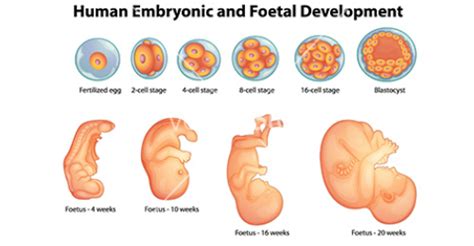 Human Egg Fertilization