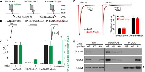 Distinct Subunit Domains Govern Synaptic Stability And Specificity Of