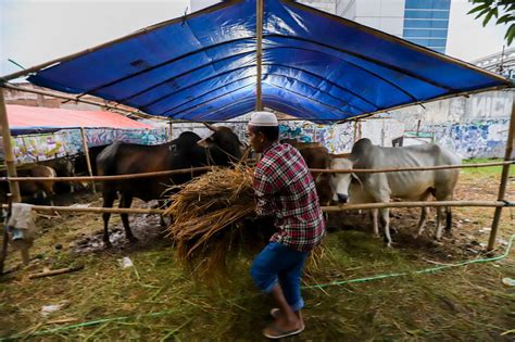 Foto Pedagang Hewan Kurban Mulai Marak Di Jakarta