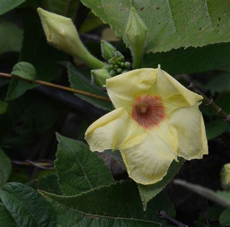 Apocynaceae Mandevilla Scabra Hoffmanns Ex Roem Sch Flickr