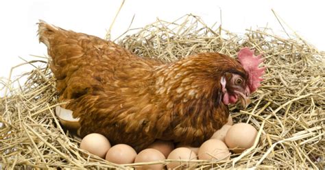 Qu Nutrientes Necesitan Las Gallinas Ponedoras Para Producir Huevos