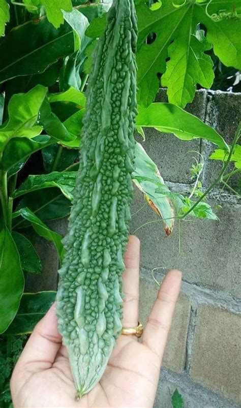 Long Bitter Gourd Seeds,japanese Long Gourd - Etsy