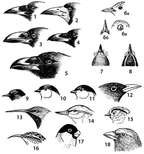 Клювы Птиц Картинки С Названиями Картинки фотографии