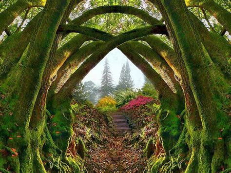 Enchanted Forest Fantastic Mystical And Magical Pinterest Enchanted