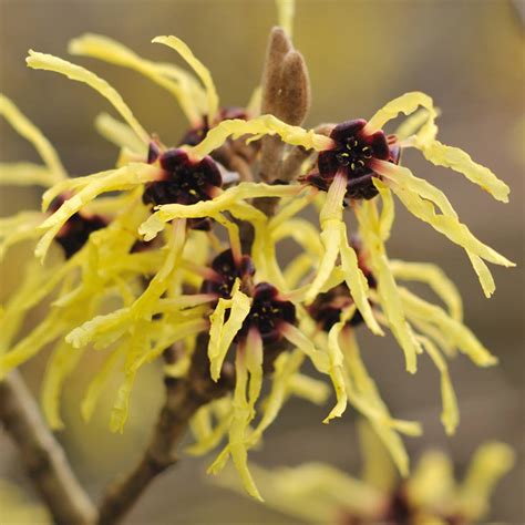 Hamamelis Propiedades Qué Es Y Para Qué Sirve