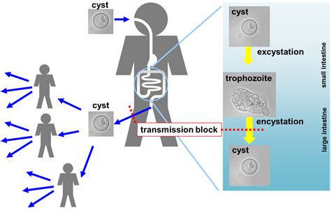 Entamoeba Histolytica Life Cycle Ppt