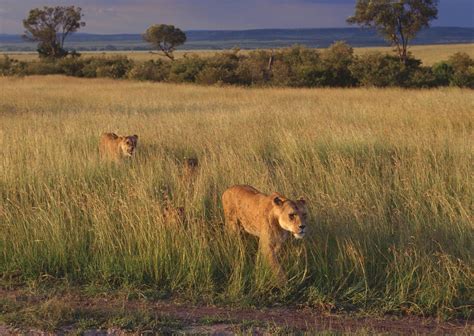 Days To Tarangire National Park Ngorongoro Crater