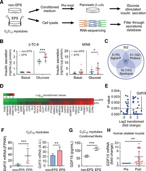 Pdf Gdf Mediates The Effect Of Skeletal Muscle Contraction On