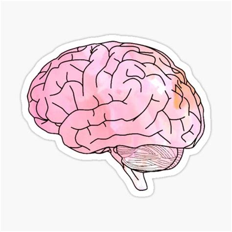 Cerebro Cerebro Pensamiento Cerebro Humano Png Cerebro Pensando Cerebro