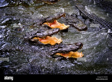 alligators at alligator farm Jacksonville, Florida Stock Photo - Alamy