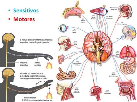 Sistema Nervoso