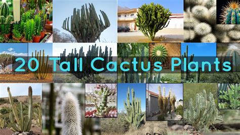 20 Tall Cactus Plants To Grow At Home Youtube