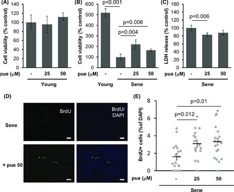 The Effect Of Puerarin On The Viability Injury And Proliferative