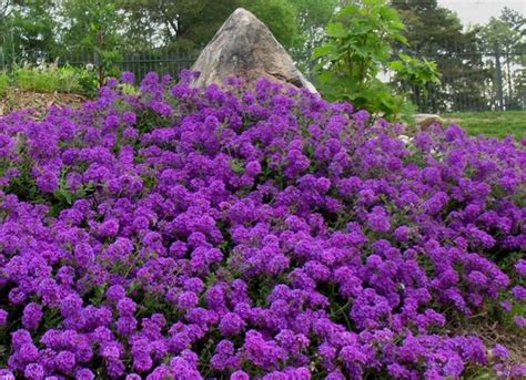 "MOSS VERBENA - PURPLE" GROUND COVER SEEDS, PURPLE MOSS VERBENA ...