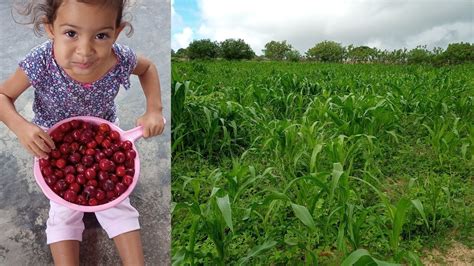 A FARTURA DE ACEROLA NO SÍTIO FIZ GELEIA DE ACEROLA O MILHO ESTÁ