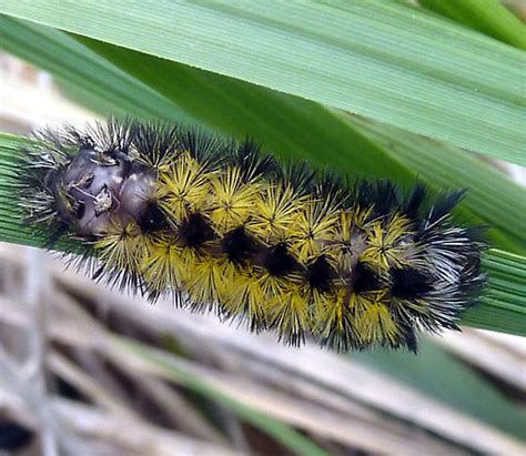 Virginia Ctenucha Caterpillar Ctenucha Virginica BugGuide Net