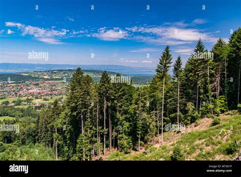 Vue Paysage De Forêt De Conifères Sur Une Pente De Montagne Les Villes