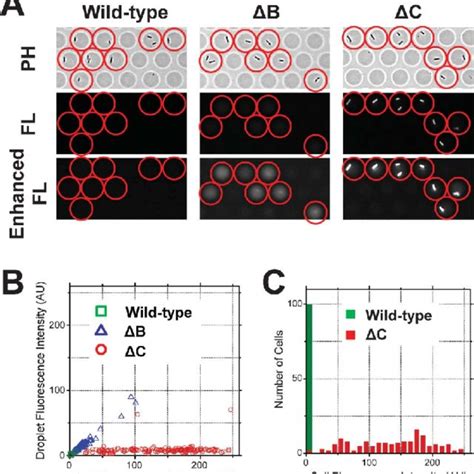 Single Cell Drug Efflux Assay On Wild Type Db And Dc E Coli Strains