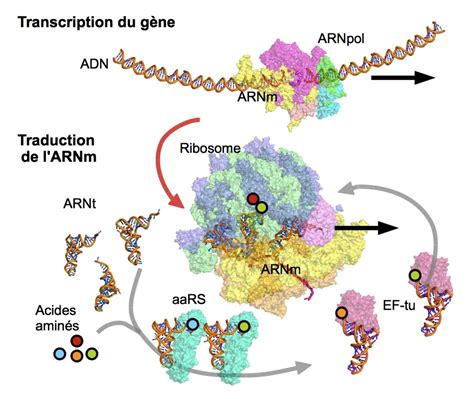 La Traduction Du G Ne En Prot Ine Dossier