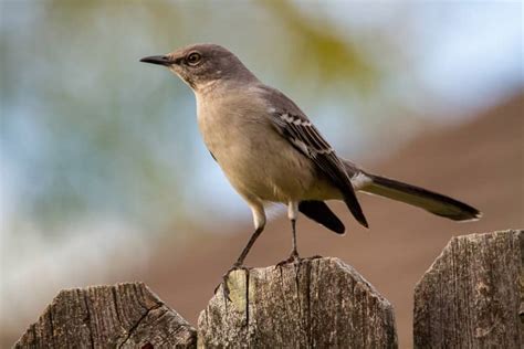 9 Mockingbird Spiritual Meanings: Amazing Symbolism!