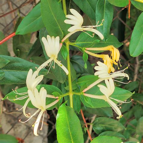 Lonicera Japonica Madressilva Biologia Da Paisagem