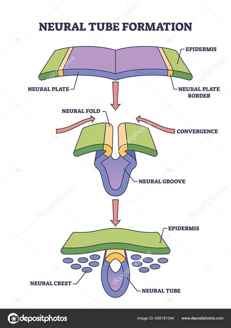 Vettoriale stockFormazione Del Tubo Neurale Come Schema Sviluppo Medico ...