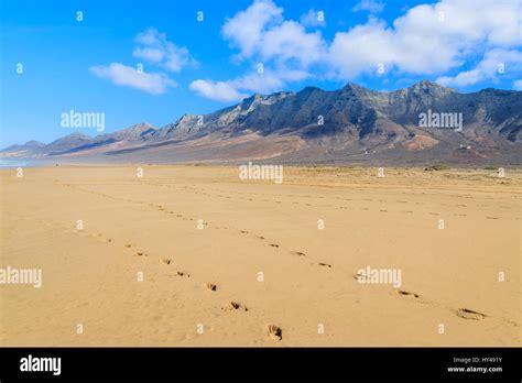 Footprints In Sand On Cofete Beach In Secluded Part Of Fuerteventura