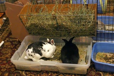 What Should I Know When Spaying Or Neutering My Rabbit Everything