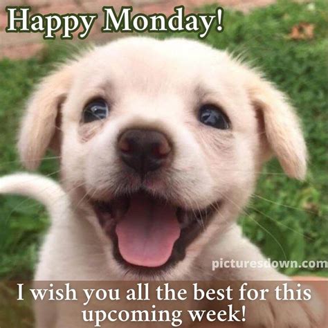 Happy Monday Funny Image Dog Free