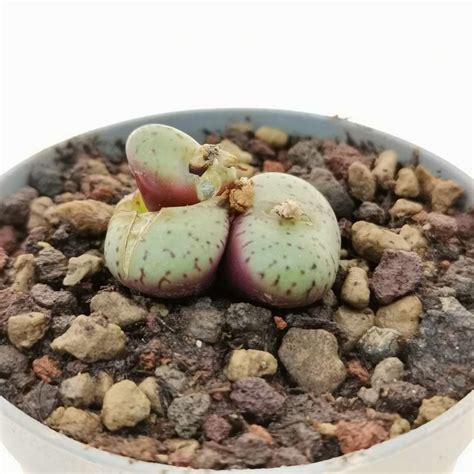 Conophytum Obcordellum Ssp Obcordellum Cm Azioaceae Giromagi