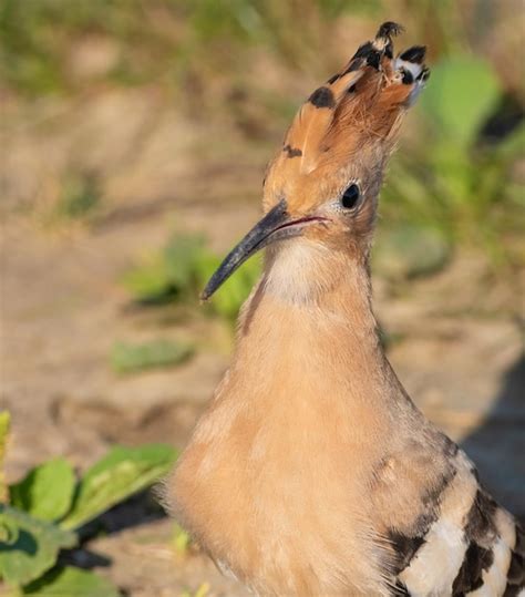 Premium Photo Eurasian Hoopoe Upupa Epops Closeup Of The Bird