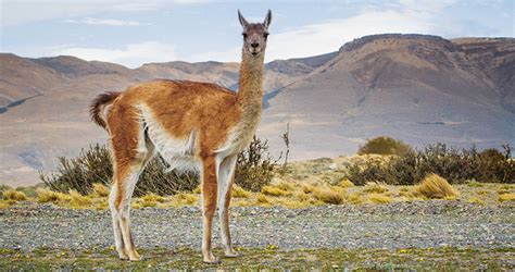 Exotische Tiere Aus Peru