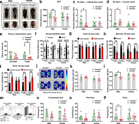 Male Cntnap Mice Display Deficits In Social Behaviours And