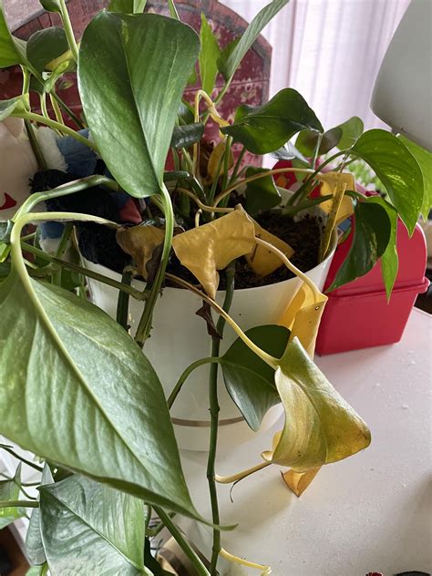 Help Why Is My Plant Turning Yellow R Houseplants