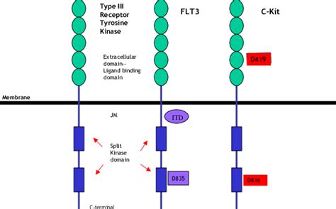 Structure Of Type Iii Receptor Tyrosine Kinases And Common Mutations