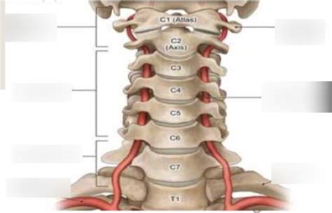 Diagram Of C Spine Quizlet