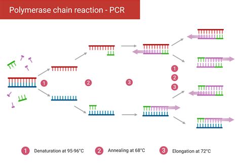 16s Gene Pcr Amplification And Sanger Sequencing