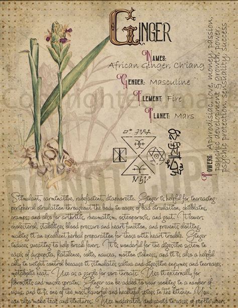 Book Of Shadows Printable Pages Of Herbs Witchcraft Herbal Grimoire