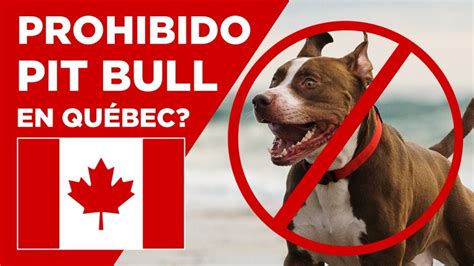 Sabes en qué países está prohibido el Pitbull Terrier