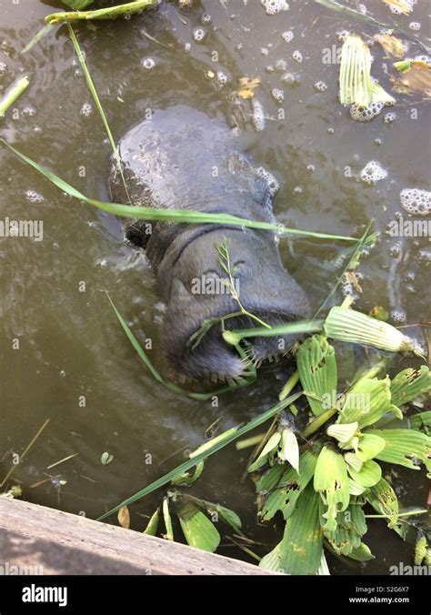 Manatee eating grass hi-res stock photography and images - Alamy