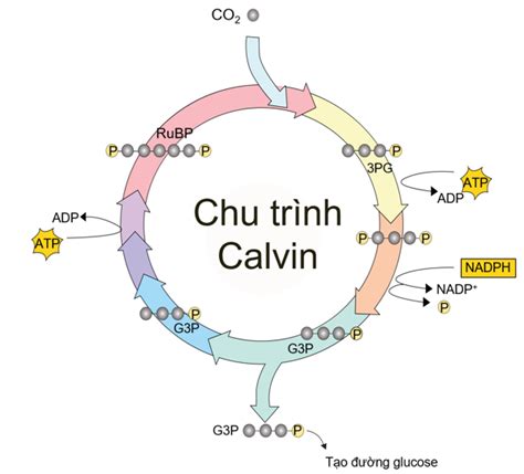 Quang hợp ở thực vật Olm