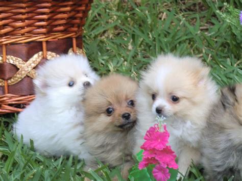 Cachorros Pomerania Mini Criadero Cantillana Comprar Pomerania