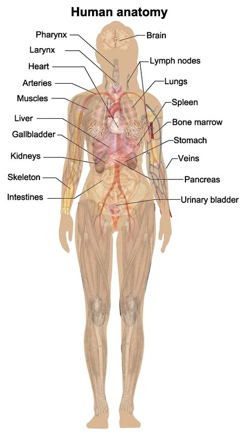 Female Anatomy Diagram Full Body