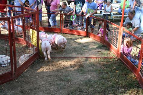 Racing Pigs Trigg County Ham Festival