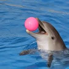 Dolphin crazy: Dolphin that follows your mouse!