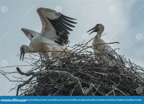 White Storks In The Nest Stock Image Image Of Beauty 113747559