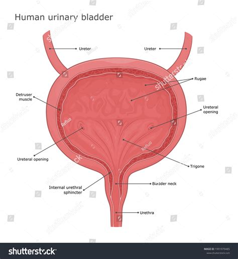 Urinary Bladder Anatomy Medical Vector Illustration Stock Vector