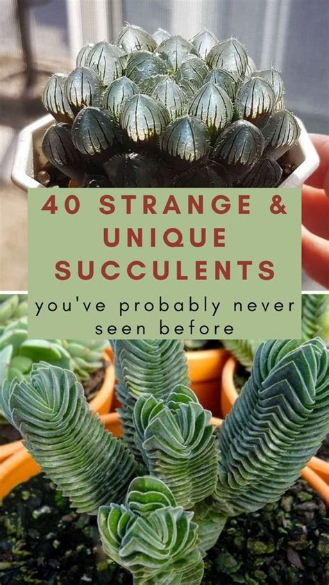 Strange Unique Succulents You Ve Probably Never Seen Before