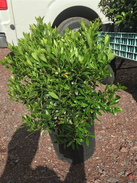 Ilex Glabra Shamrock Holly Inkberry Shamrock 3 Behmerwald Nursery