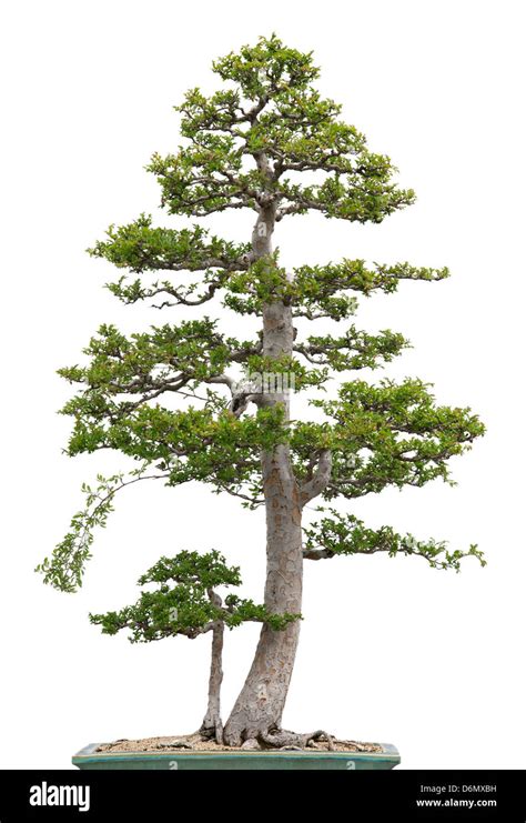 Chinese Elm Bonsai Hi Res Stock Photography And Images Alamy